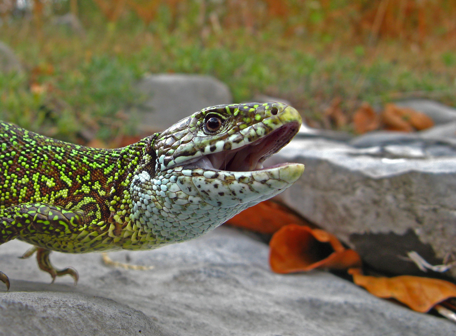 Lacerta viridis