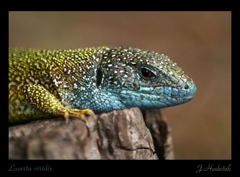 Lacerta viridis