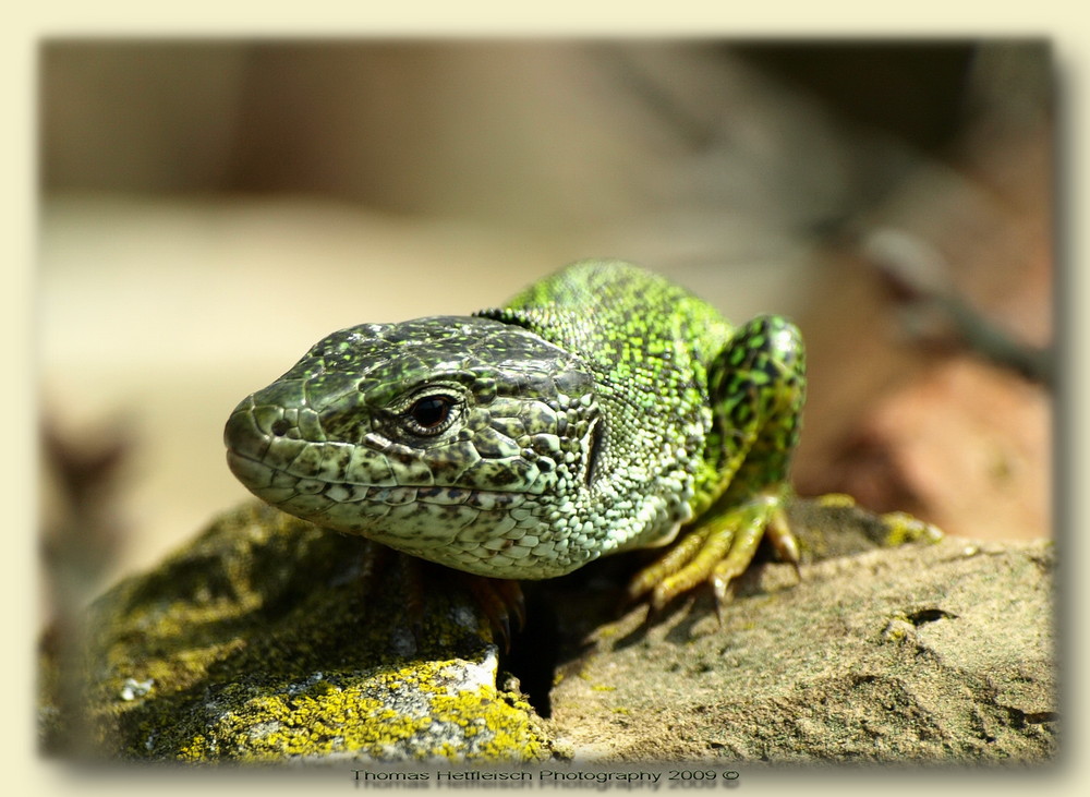 Lacerta viridis (Smaragdeidechse) männlich