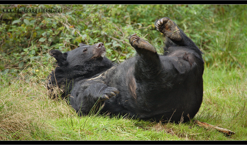 Lachbär