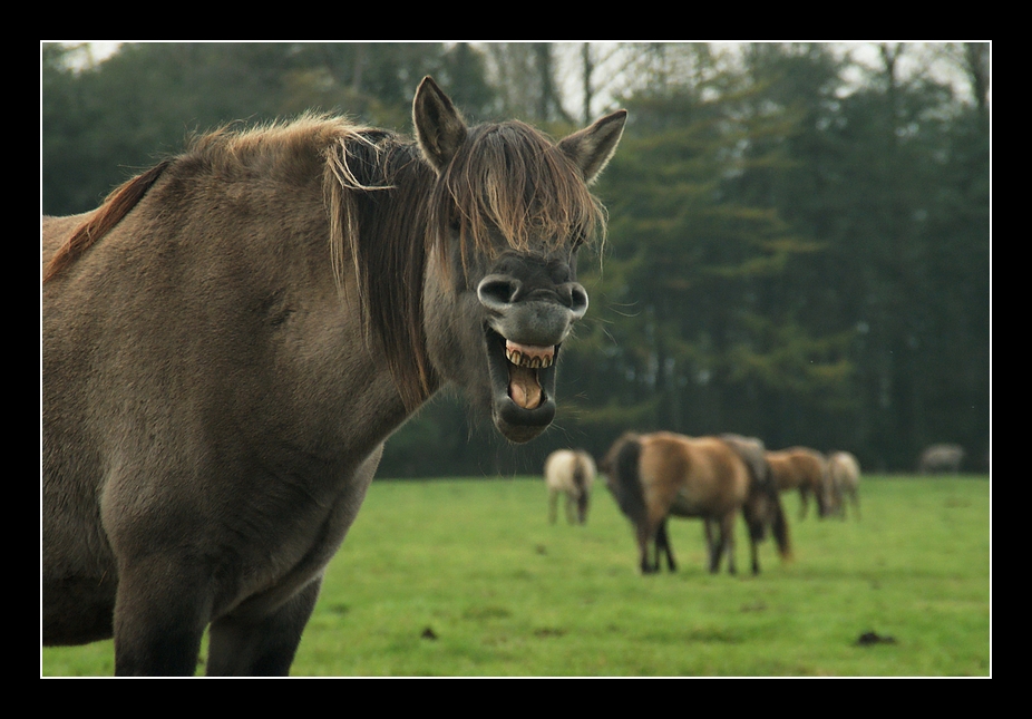 Lachen ist gesund