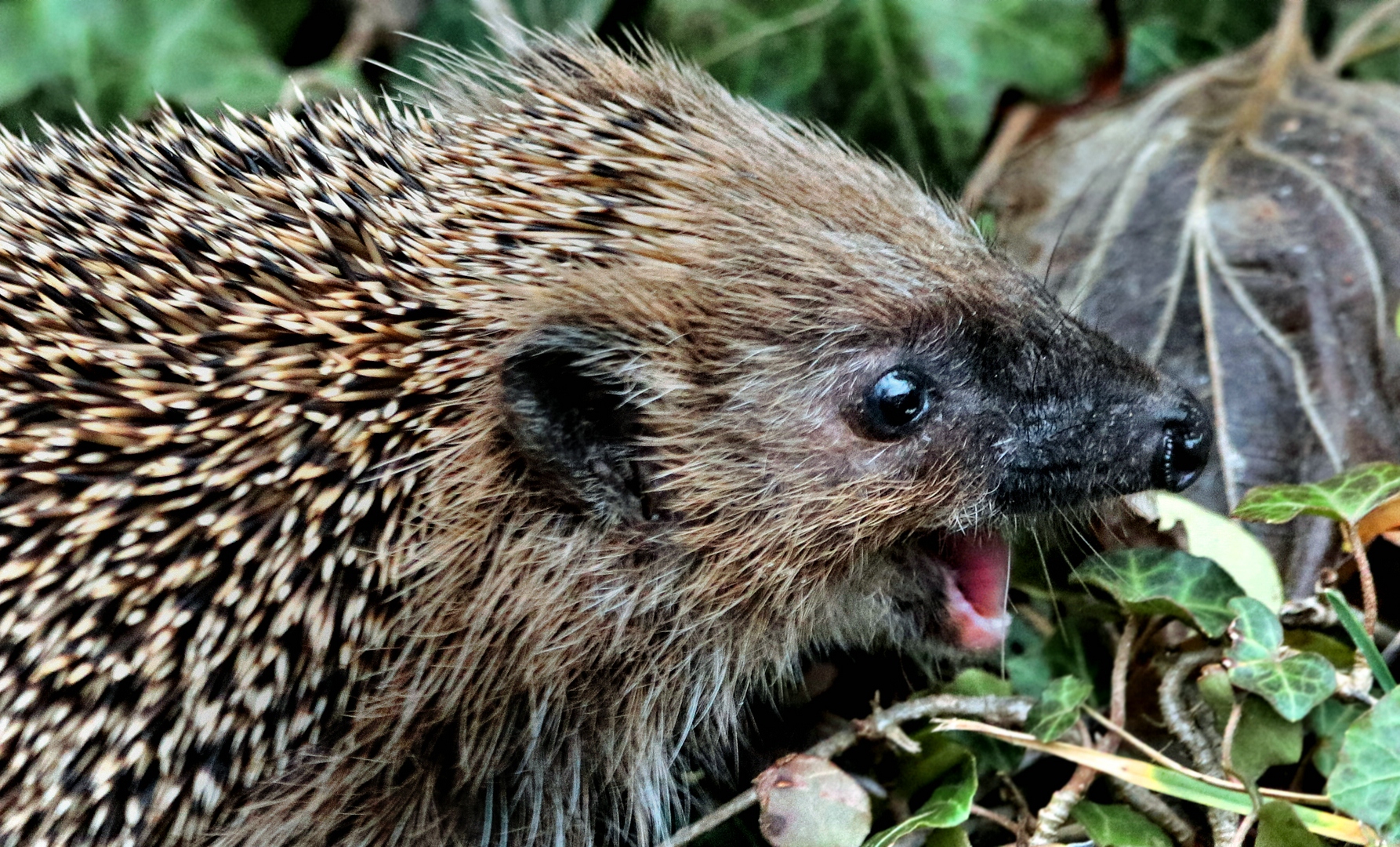 LACHEN IST GESUND Foto & Bild | natur, lachen, stuttgart ...