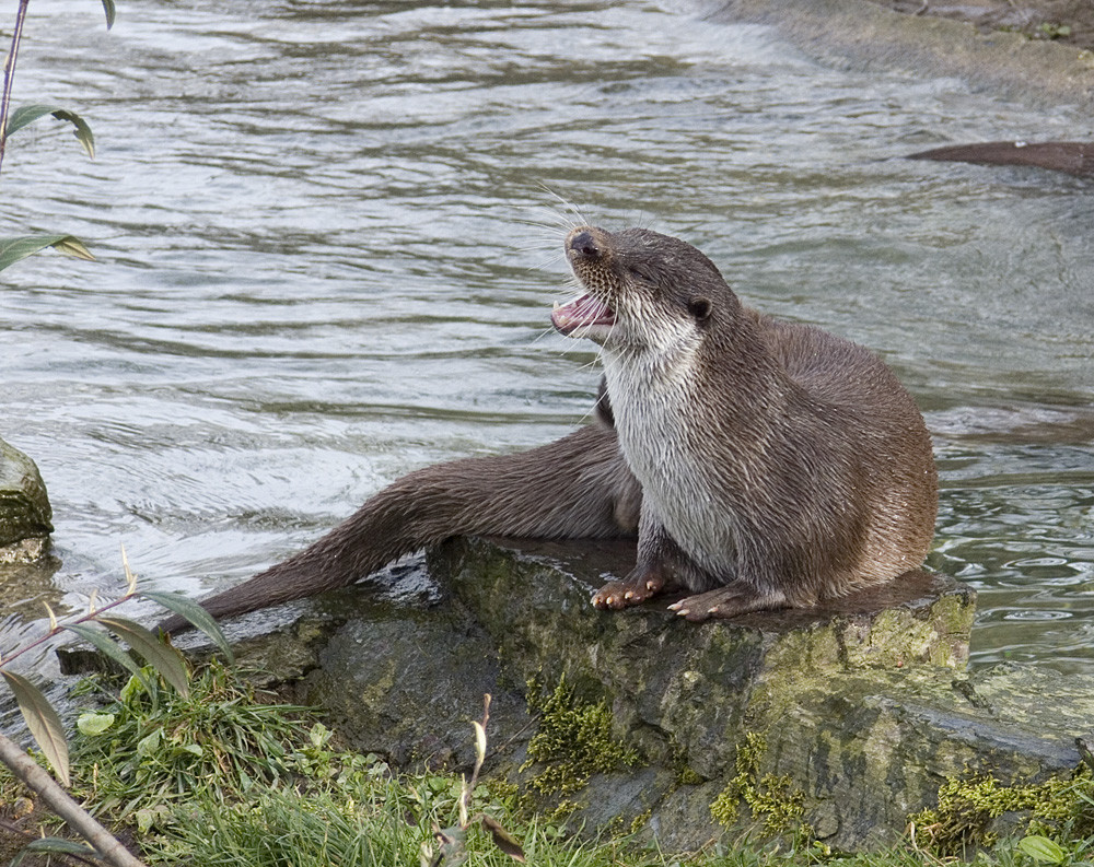 Lachen ist gesund!