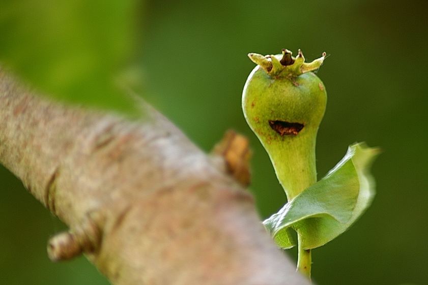 Lachen und Obst sind kerngesund