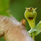 Lachen und Obst sind kerngesund