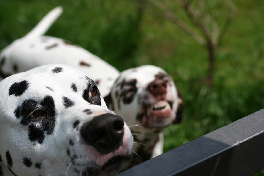 lachend, aber der falsche Hund scharf