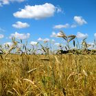 Lachend kommt der Sommer über das Feld