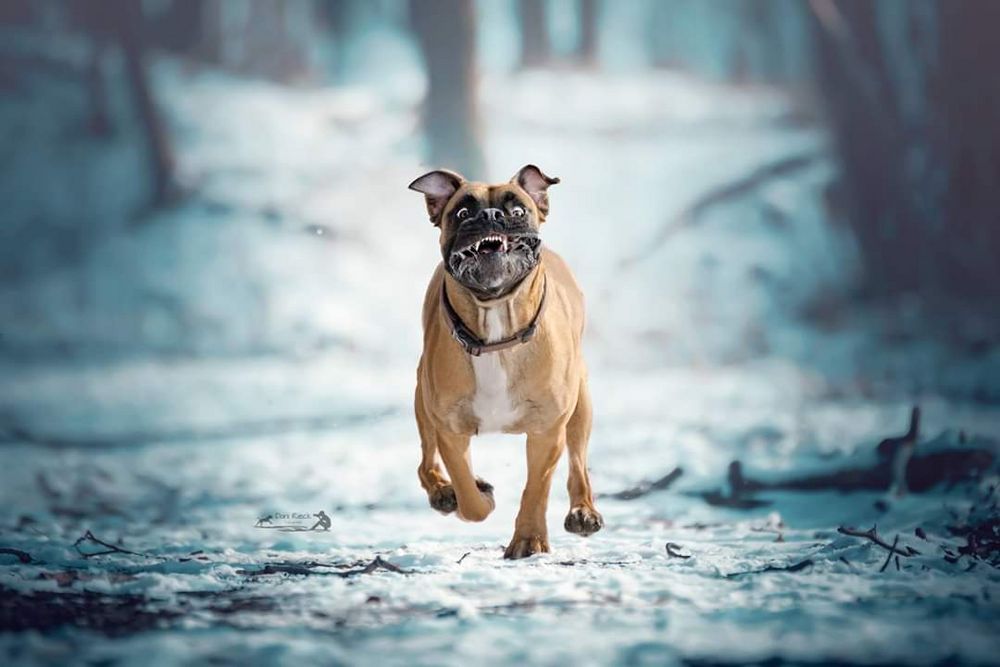 Lachende Boxer Foto &amp; Bild tiere, hunde, hund Bilder auf