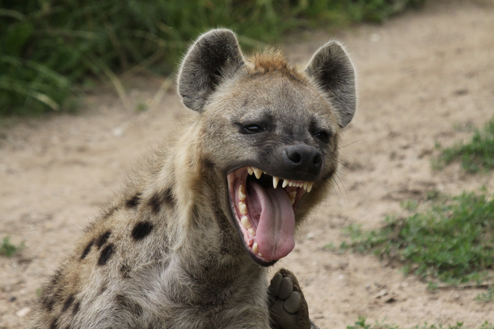 lachende Hyäne Foto & Bild tiere, zoo, wildpark & falknerei, zootiere Bilder auf
