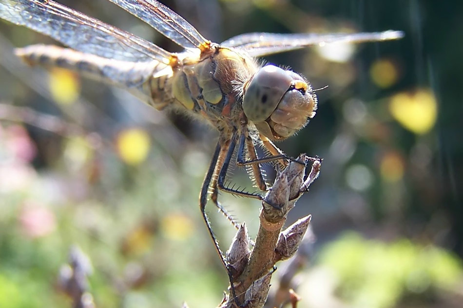 Lachende Libelle