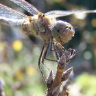 Lachende Libelle