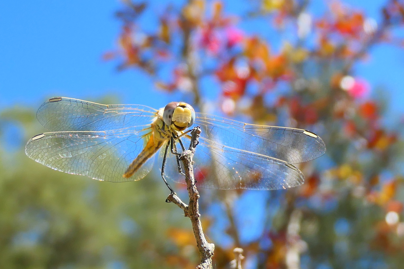 lachende Libelle