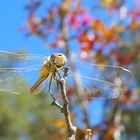 lachende Libelle