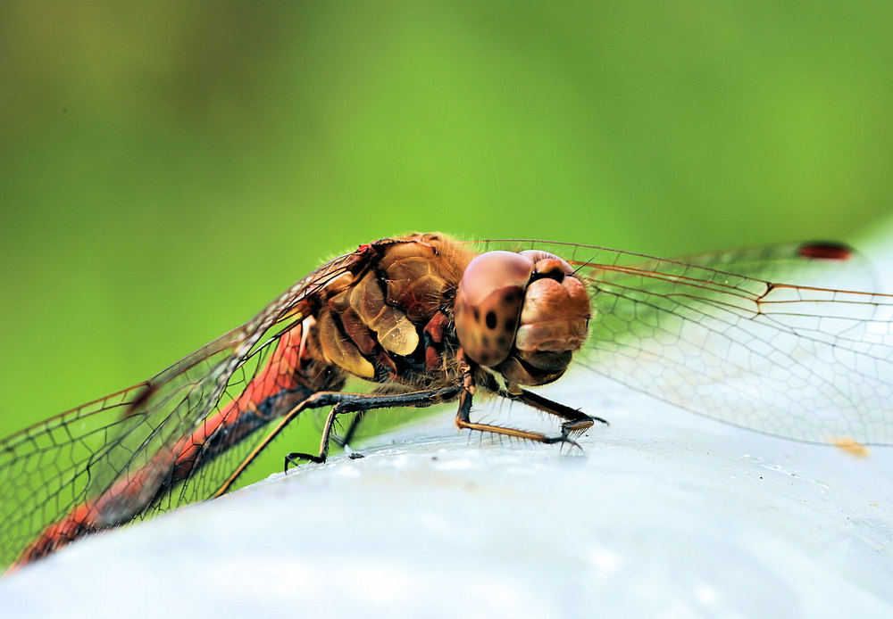 Lachende Libelle :))