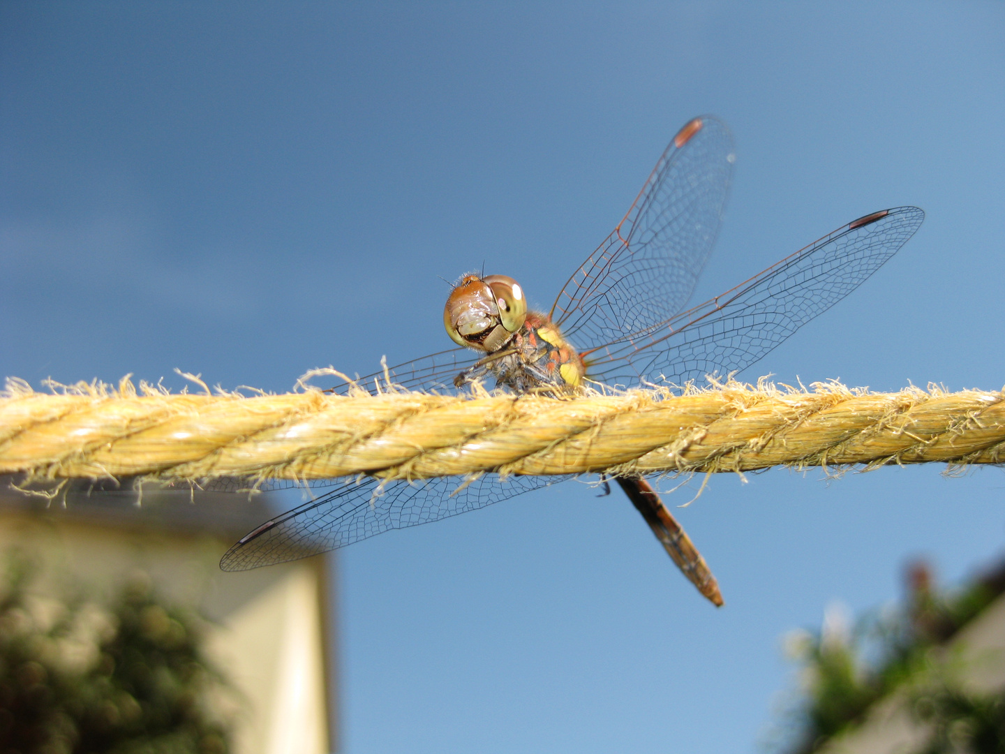 lachende Libelle