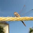 lachende Libelle