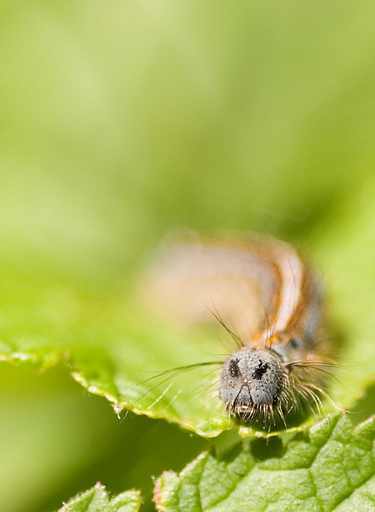 Lachende Raupe