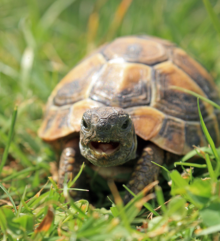 Lachende Schildkröte...