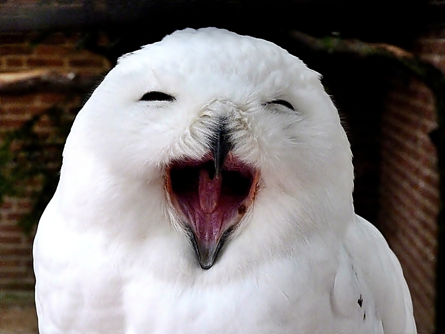 *Lachende* Schnee-Eule . . . Foto & Bild | tiere, zoo ...