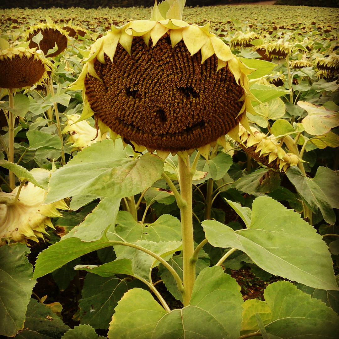 Lachende Sonnenblume