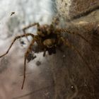 Lachende Spinne im Netz