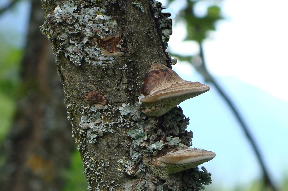 Lachender Baum - reload