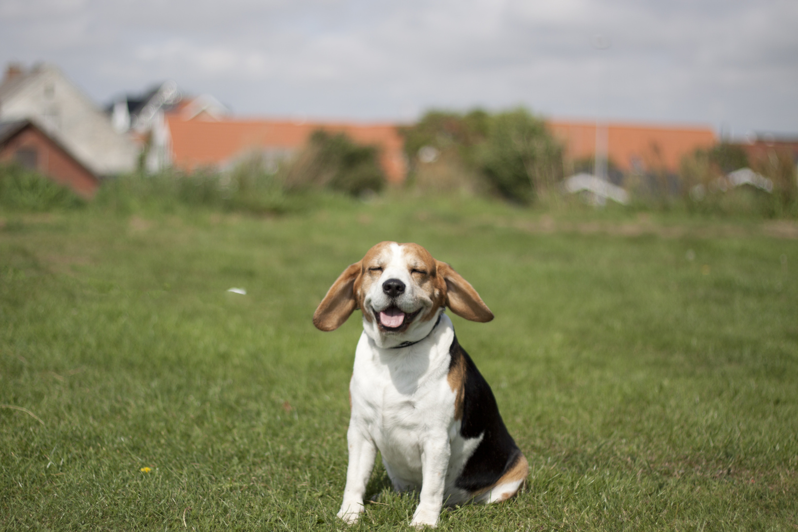 Lachender Beagle im Wind