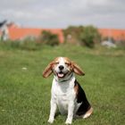 Lachender Beagle im Wind