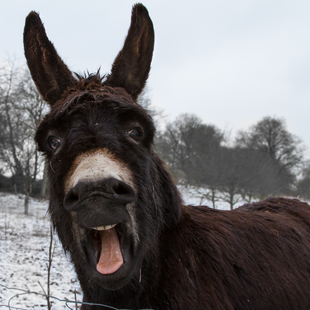 lachender Esel Foto & Bild | tiere, haustiere, pferde, esel, maultiere