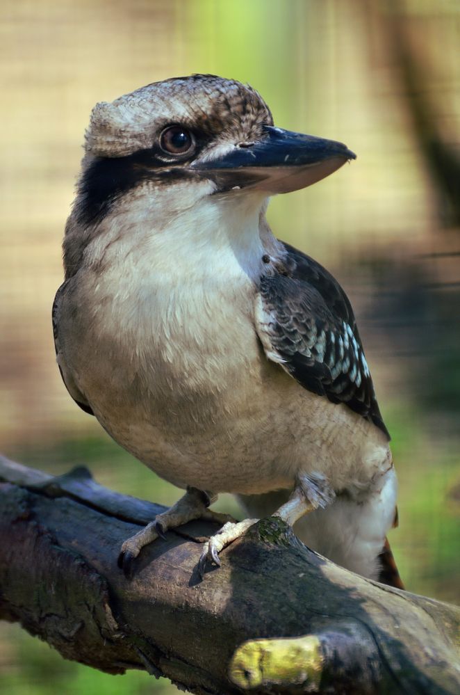 Lachender Hans