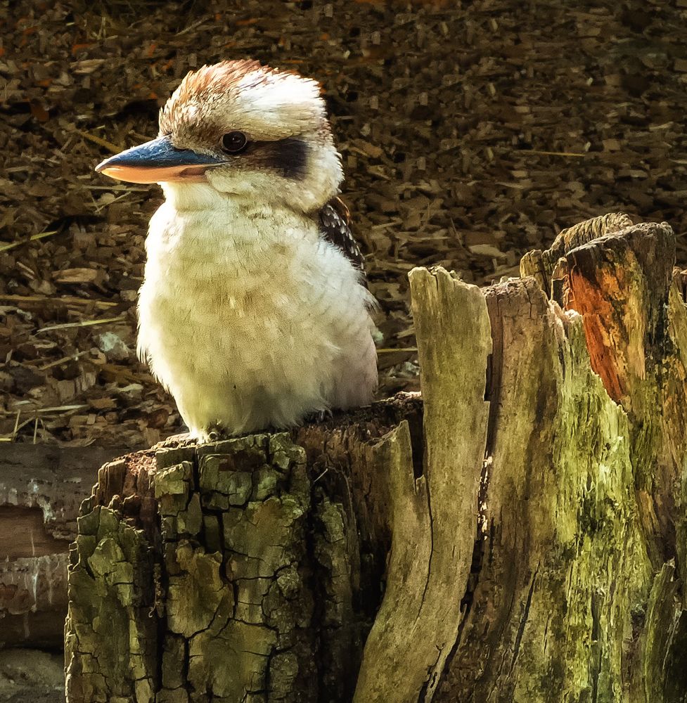 Lachender Hans