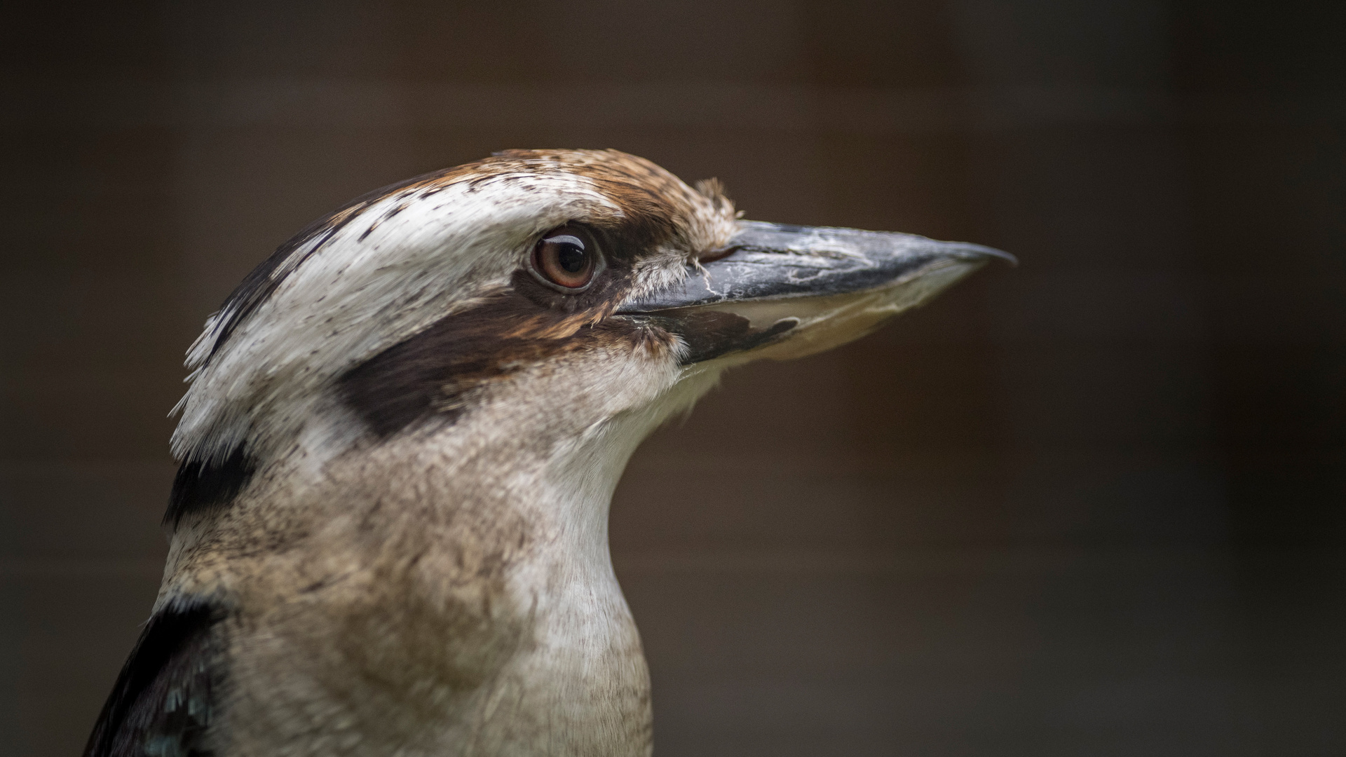 Lachender Hans / Jägerliest  / Kookaburra - Eisvogel