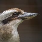 Lachender Hans / Jägerliest  / Kookaburra - Eisvogel