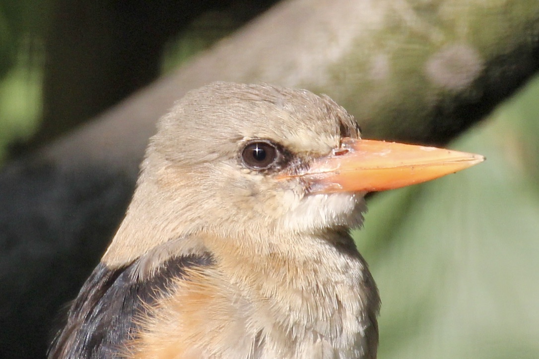 LACHENDER HANS - Kookaburra