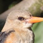 LACHENDER HANS - Kookaburra