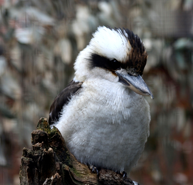 Lachender Hans Zoo Köln