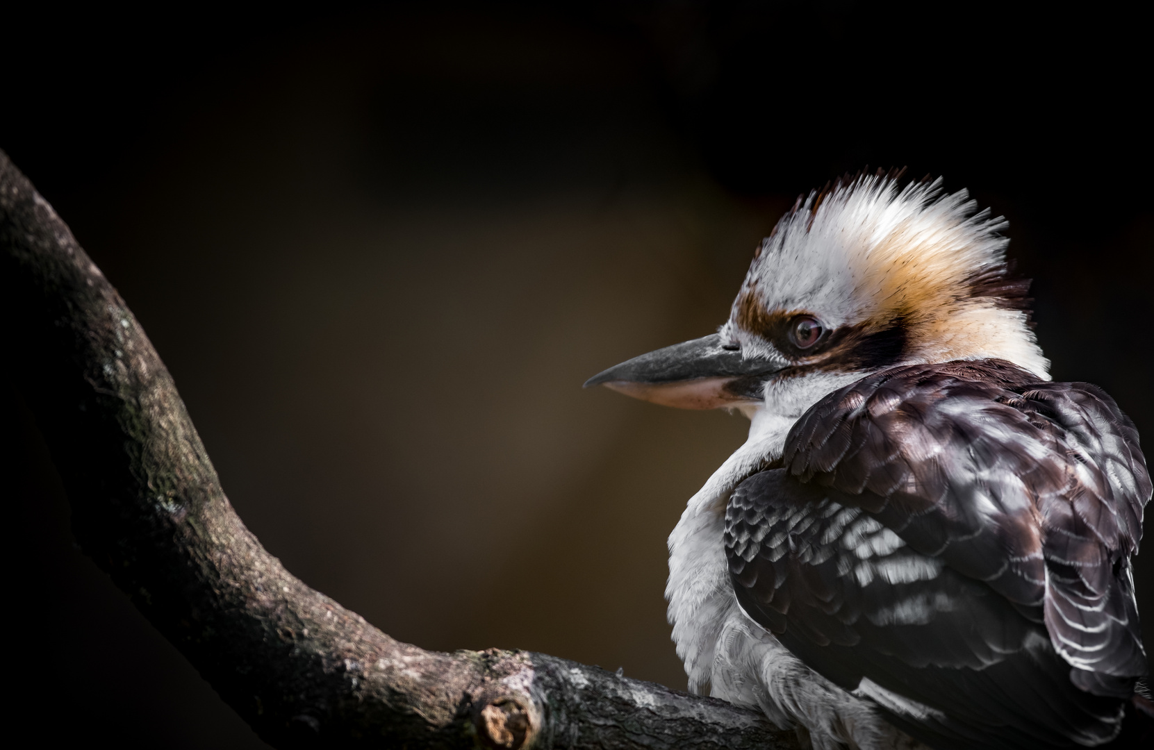 “Lachender Hans“ ZOO Münster