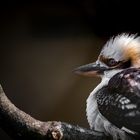 “Lachender Hans“ ZOO Münster