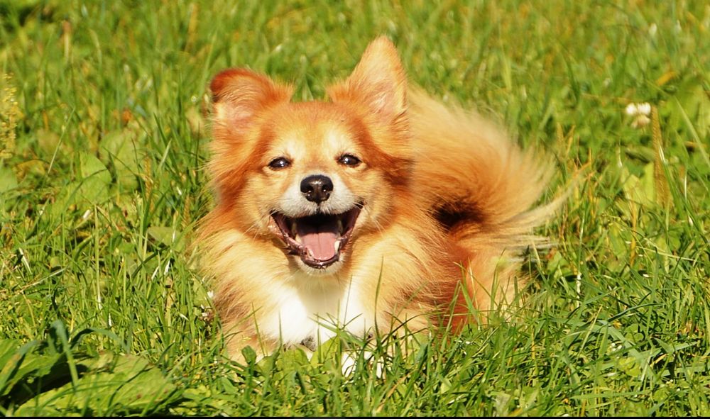 lachender Hund Foto & Bild | tiere, hunde, natur Bilder auf fotocommunity