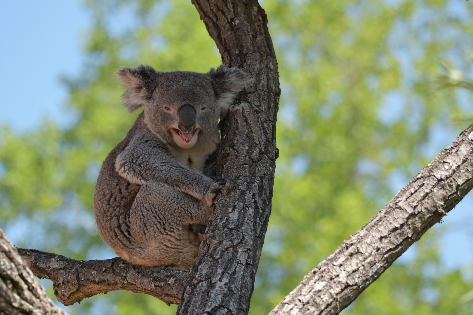 Lachender Koala