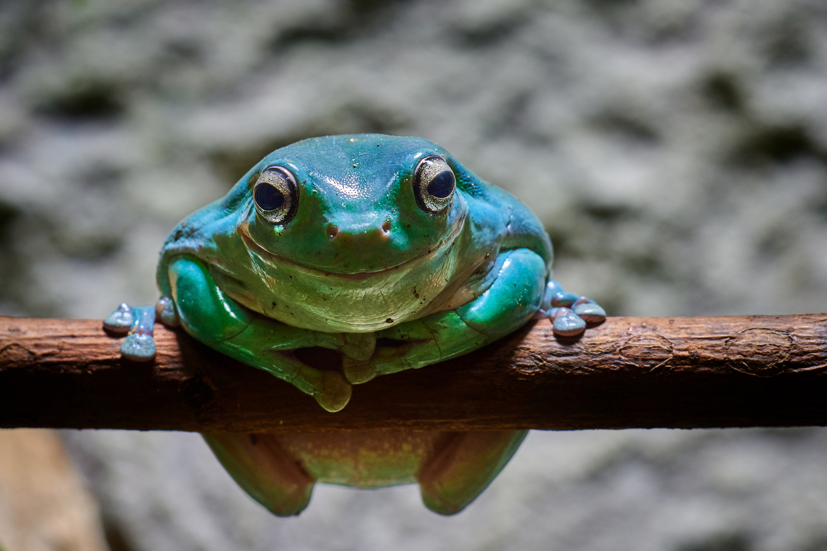 Lachender Korallenfinger-Laubfrosch