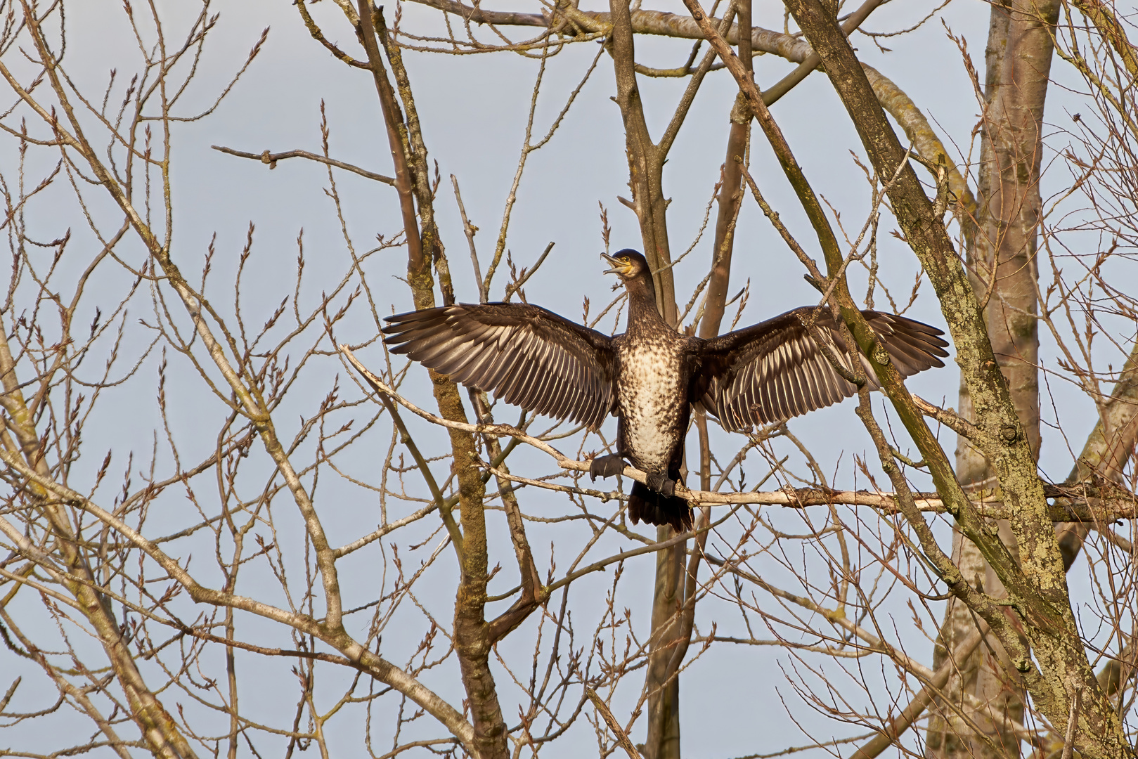 Lachender Kormoran nach dem Bad