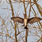 Lachender Kormoran nach dem Bad