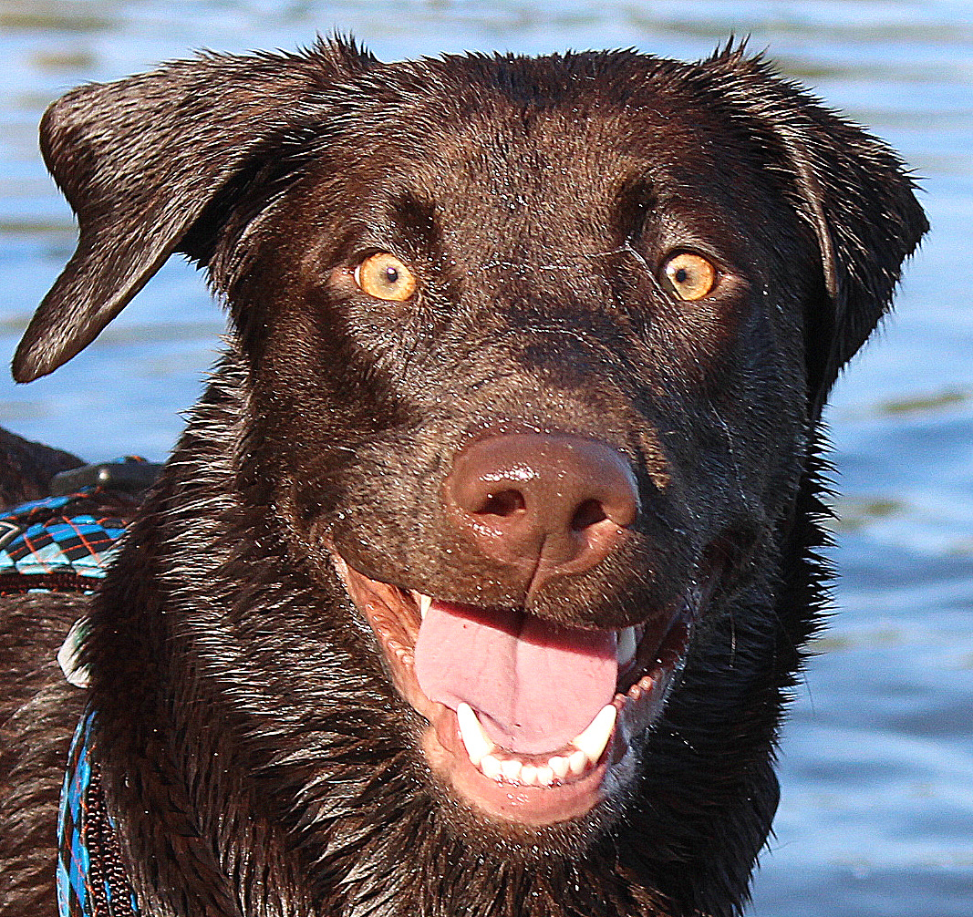 lachender Labrador