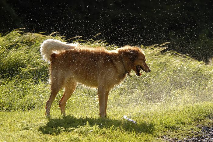 Lachender nasser Hund