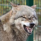 Lachender Wolf