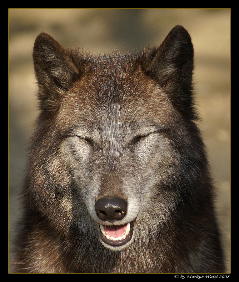 Lachender Wolf