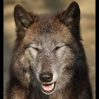Lachender Wolf