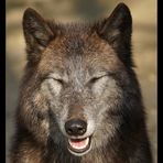 Lachender Wolf