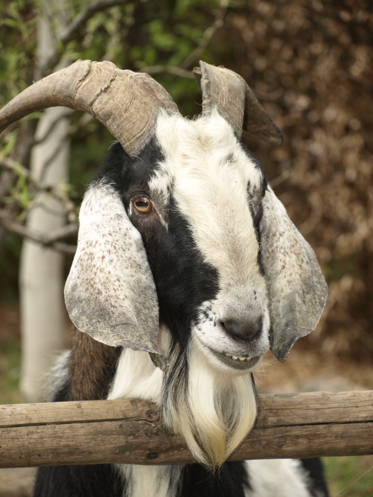 lachender Ziegenbock